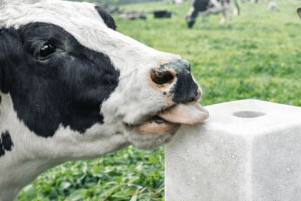 Lizawki solne ważny element żywienia zwierząt